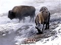 Yellowstone bisonoxar letar mat JF.jpg