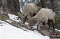 bighorn sheep JF 9 .jpg