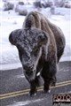 bison_Yellowstone_Jan_Fleischmann.jpg