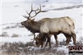 the elk bulll JF 4 spegel.jpg