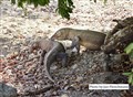 5301 Komodo mating jf _00001.jpg