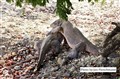 5327 Komodo mating jf _00001.jpg