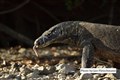 5698 young Komodo jf_00001.jpg