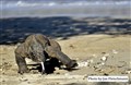 6635 Komodo on beach jf _00001.jpg