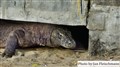 6892 Komodo dragon under bridge.jpg