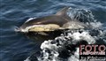 0248 dolphin near Simons Town JF.jpg