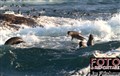 vithajssafari surfing seals JF.jpg