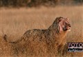 1106 young lion male Savuti JF.jpg