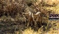 1610 lion cubs Savuti JF.jpg