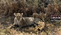 1644lion cubs Savuti JF.jpg