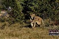 2501 lion moremi Okavango JF.jpg