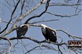 2899 fish eagles in fight JF.jpg