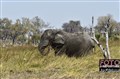 2982 elephant in Okavango JF.jpg