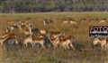 3131 red lechwe Okavango JF.jpg