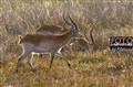 3186 red lechwe Okavango JF.jpg