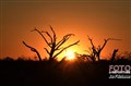 3210 Savuti by night JF.jpg