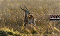 3272  red lechwe okavango jf.jpg