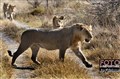 4093 Savuti lions JF.jpg