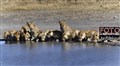 4314  lions in Savuti JF.jpg