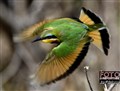 4488 beautiful bird in Savuti JF.jpg