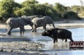 4860 buffalo and elephants Savuti JF.jpg