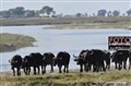 5369 buffaloes Chobe JF.jpg