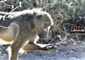 6034 baboon chobe Jf.jpg