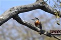 6879 kingfisher chobe river jf.jpg