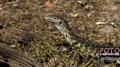 7011 monitor lizard fr boat chobe JF.jpg