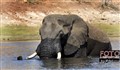 7163 elephant chobe river jf.jpg