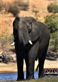 7272 elephant chobe river jf.jpg