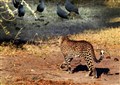 9522 birds and leopard Chobe JF.jpg