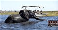 9940 elephant chobe river jf.jpg