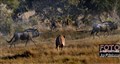 Alternativ 1265 lion male stalks prey Savuti best 2 JF.jpg