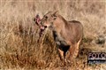 Alternativ 2375 savuti lion w prey jf.jpg