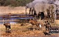 Drag -1722 wild dogs and elephants Savuti JF.jpg