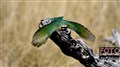 bee eater hunts JF.jpg