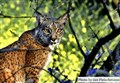 1399 Iberian lynx fr hide.jpg
