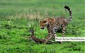 ny-9319 cheetah captures gasell Mara JF.jpg