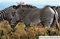 2- 5828 Grevy sebra JF.jpg