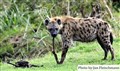 2- 8162 hyena Mara JF.jpg