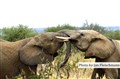 5801 elephants Laikipia JF.jpg