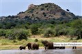 5935 elephants drinking Laikipia JF.jpg