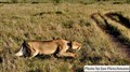 7259 lioness stalking prey Mara JF.jpg
