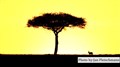 8632 sunrise Mara JF.jpg