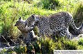 9128 leopard w cub Mara JF.jpg