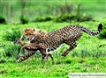 9315- cheetah gazelle JF.jpg