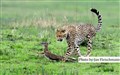 9319 cheetah captures gasell Mara JF.jpg