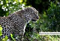 9879 leopard mother M. Mara JF.jpg