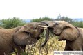 Jan Fleischmann -5801 elephants Laikipia JF.jpg
